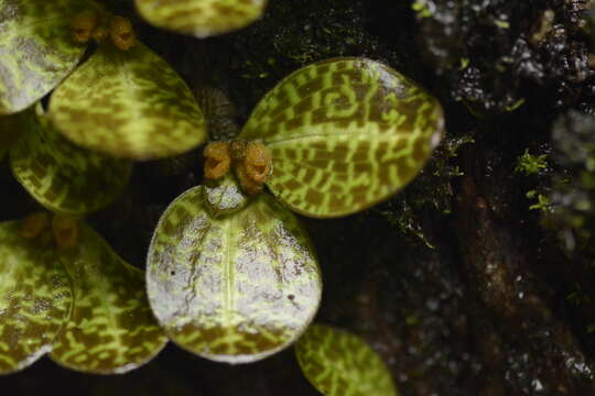 Image of Porpax jerdoniana (Wight) Rolfe