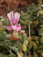 Image of Pelargonium griseum Knuth