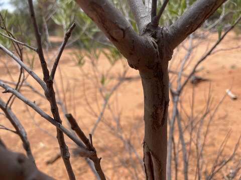 Image of Alectryon oleifolius subsp. canescens S. Reyn.