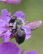 Image of Small-handed Leaf-cutter Bee