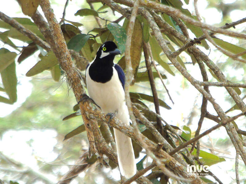 Image of White-tailed Jay