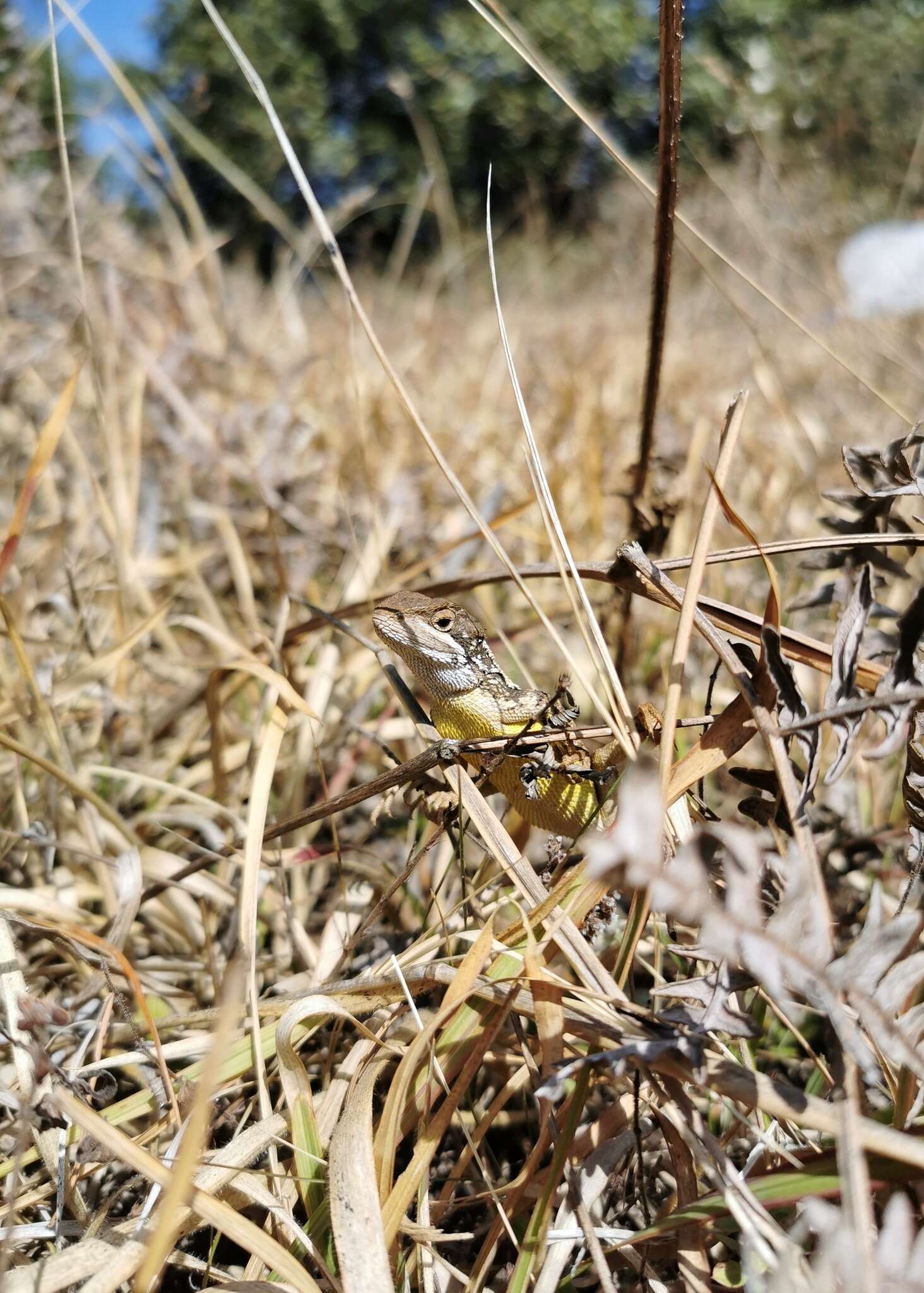 Слика од Diploderma varcoae Boulenger 1918