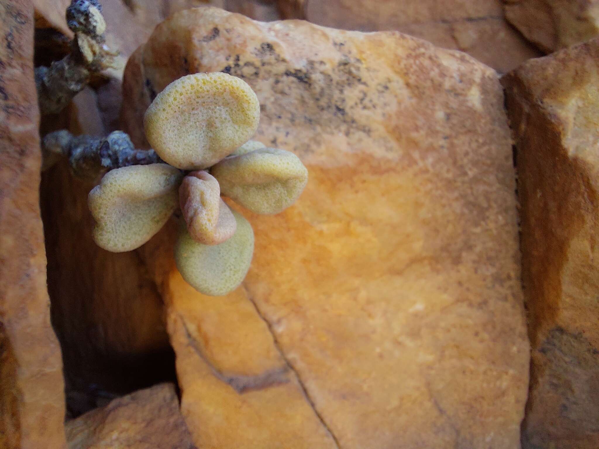 Image of Tylecodon bodleyae E. van Jaarsveld