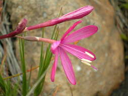 Image of Geissorhiza nubigena Goldblatt