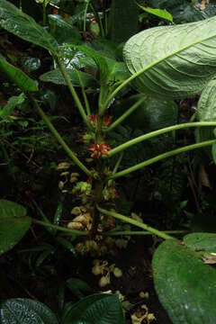 Image of Glossoloma schultzei (Mansf.) J. L. Clark