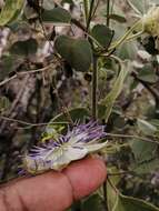 Image of desert passionflower