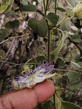 Image of desert passionflower