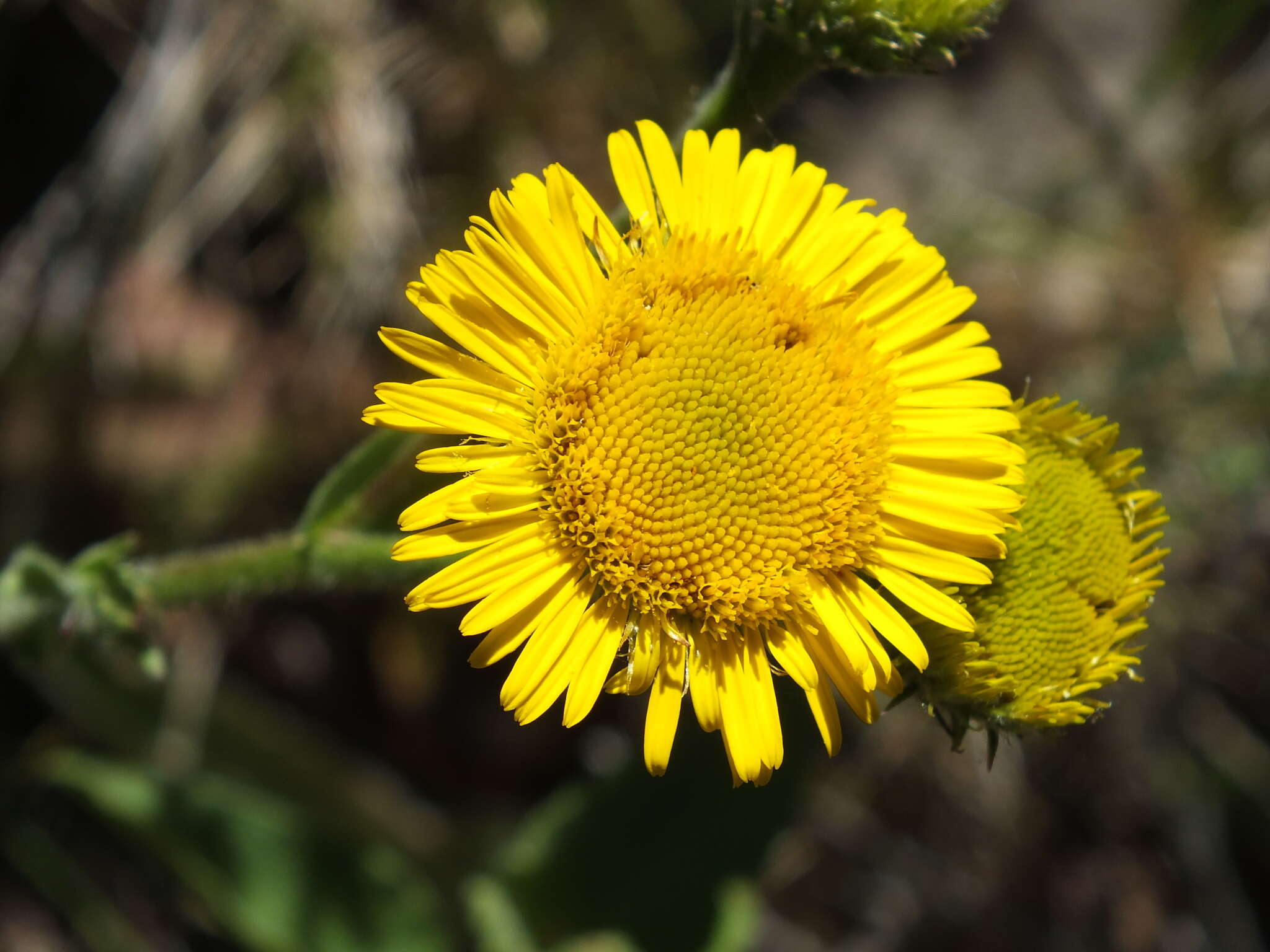 صورة Pulicaria odora (L.) Rchb.