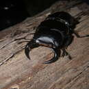 Image of Dorcus curvidens babai Fujita 2010