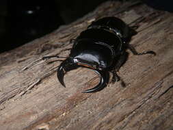 Image of Dorcus curvidens babai Fujita 2010