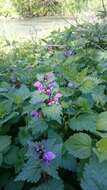 Image of spotted dead-nettle