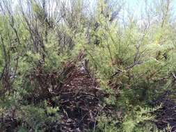 Image of African tamarisk