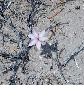 Image of Gethyllis villosa (Thunb.) Thunb.