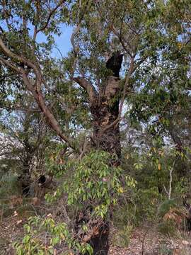 Image of redgum