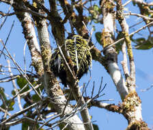 Image of Philepitta Geoffroy Saint-Hilaire & I 1838