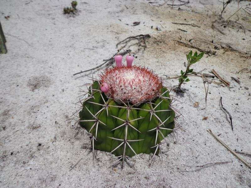 Image of Melocactus violaceus subsp. violaceus