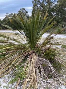 Image of Macrozamia fraseri Miq.