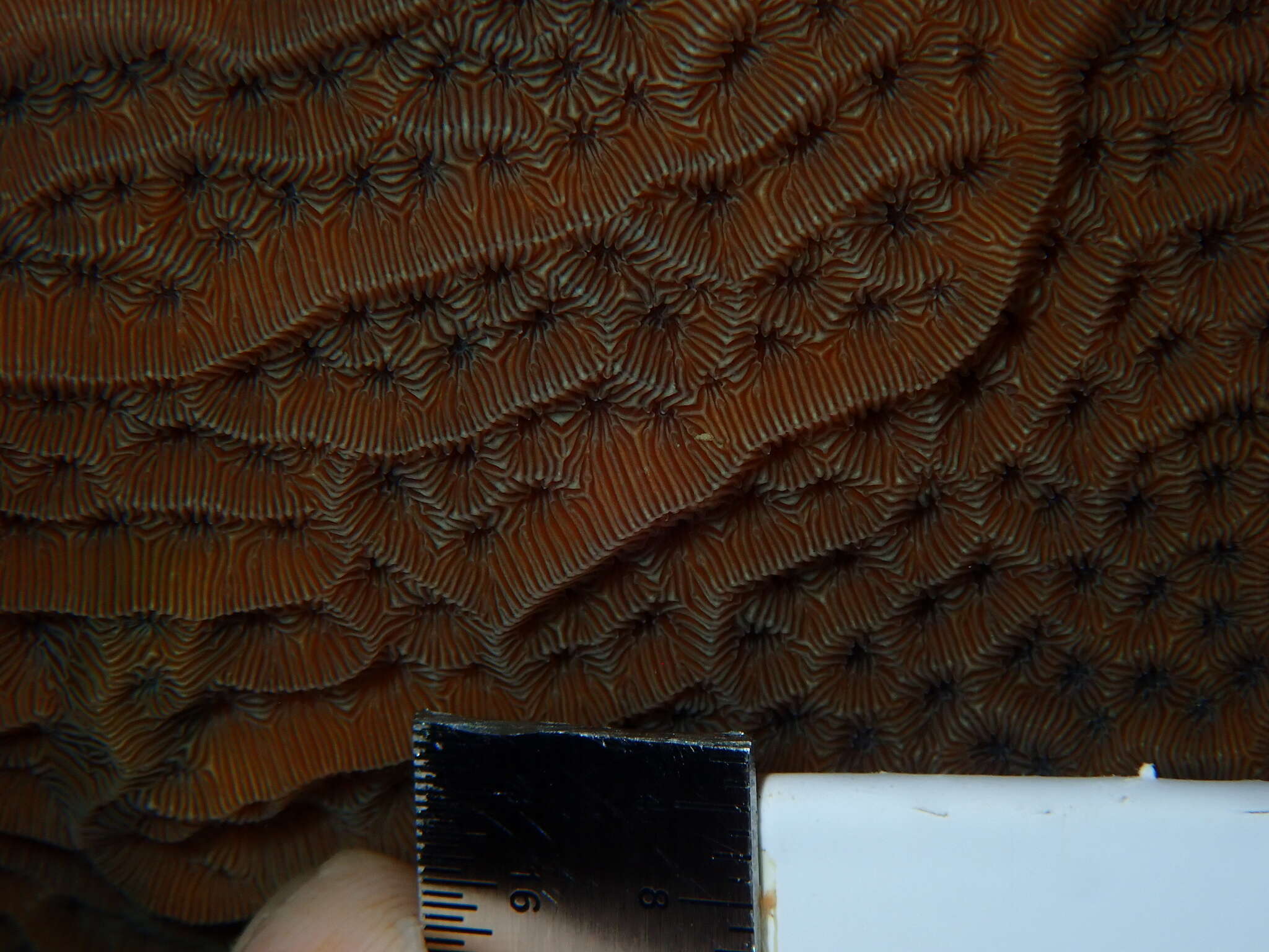 Image of Tube Coral