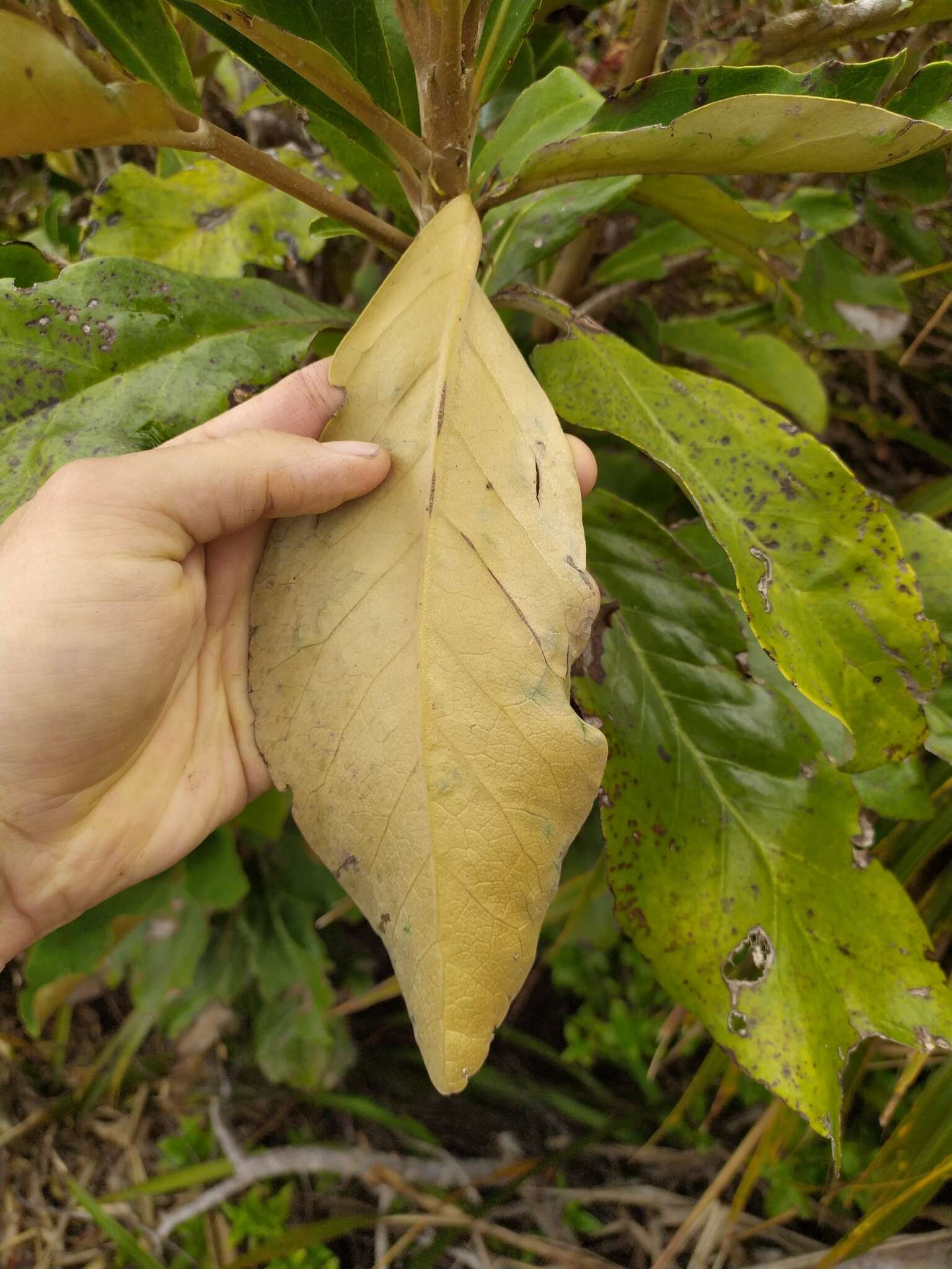 Слика од Olearia crebra E. K. Cameron & Heenan