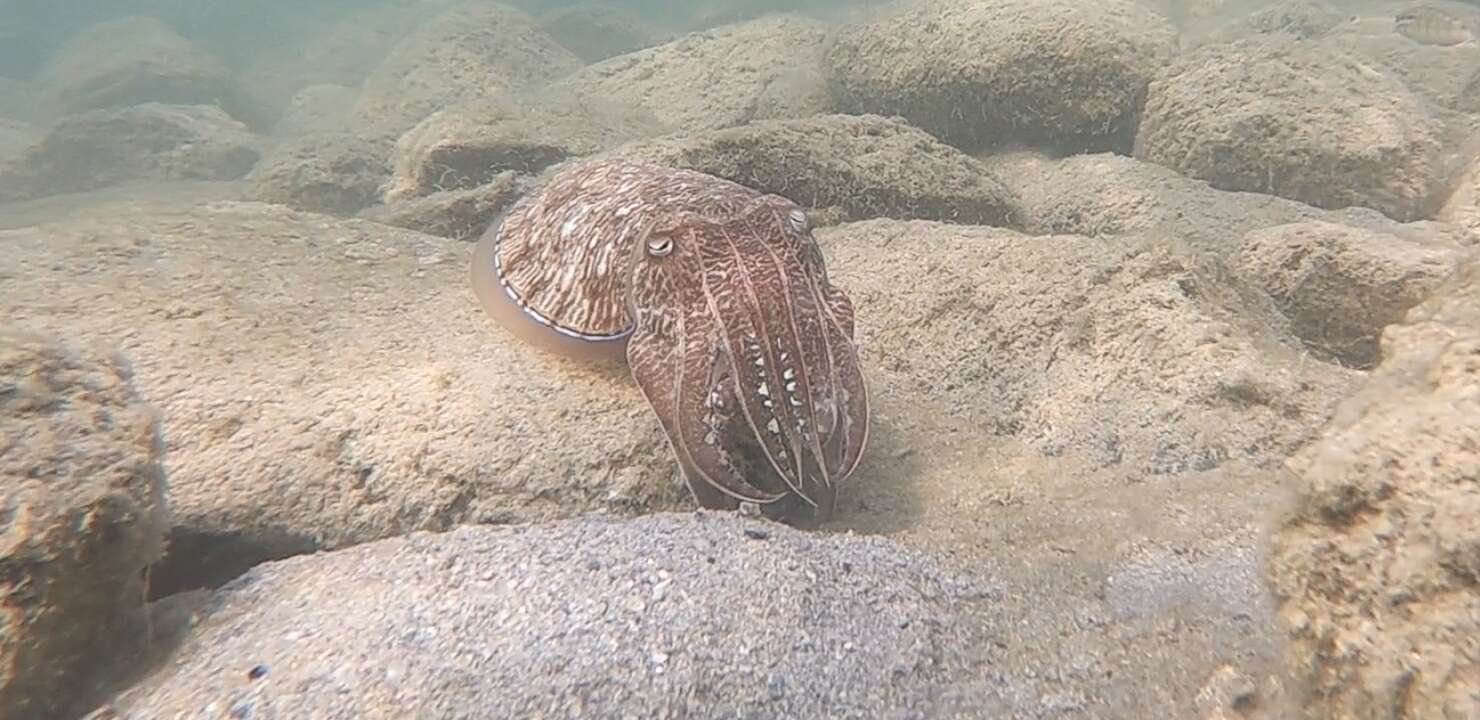 Image of Pharaoh Cuttlefish