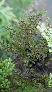 Image de Adiantum raddianum C. Presl