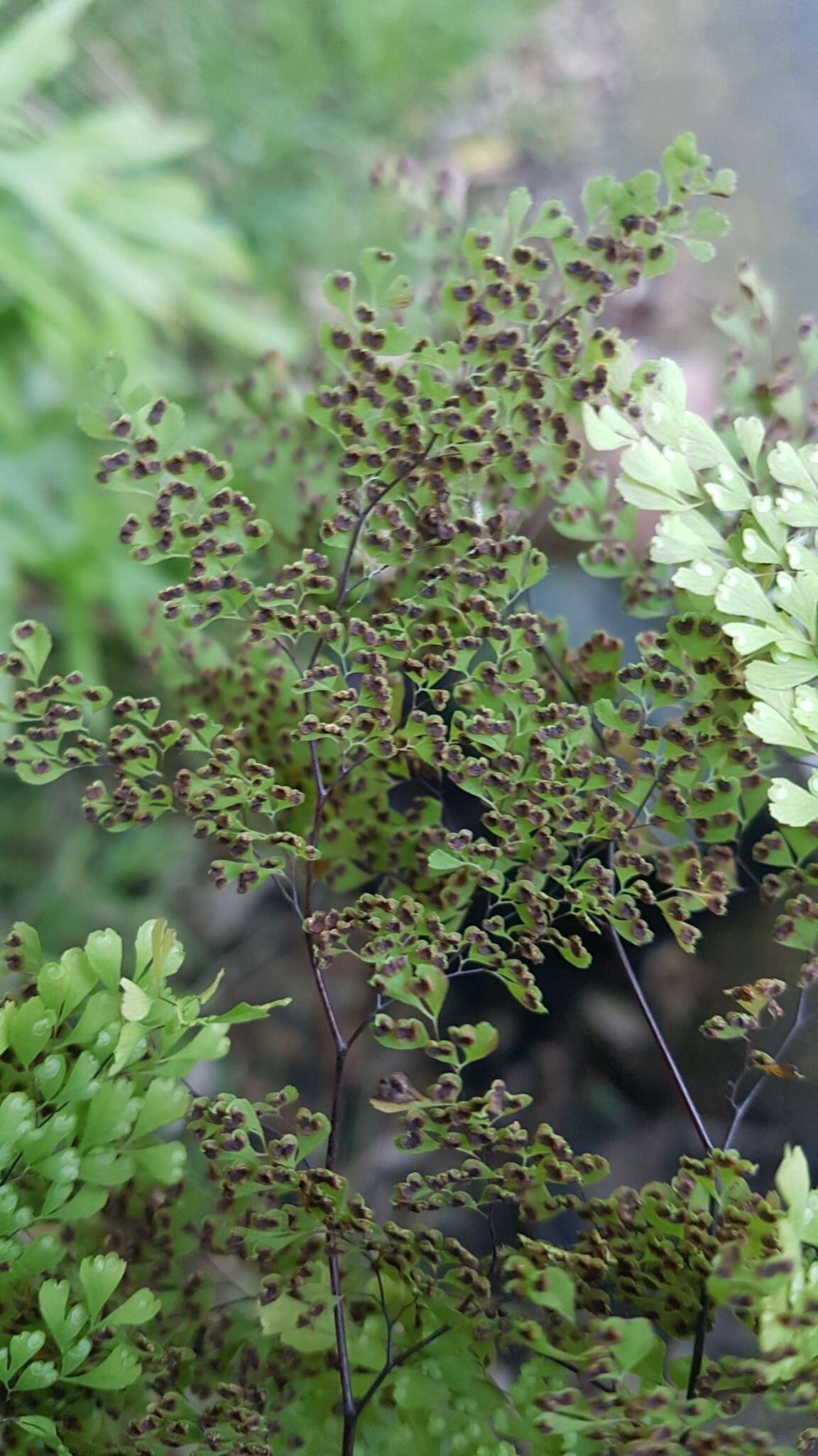 Image de Adiantum raddianum C. Presl