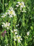 Image of white ballmustard