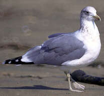 Image of California Gull