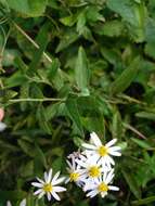 Imagem de Aster ovatus var. microcephalus (Miq.) Mot. Ito & A. Soejima