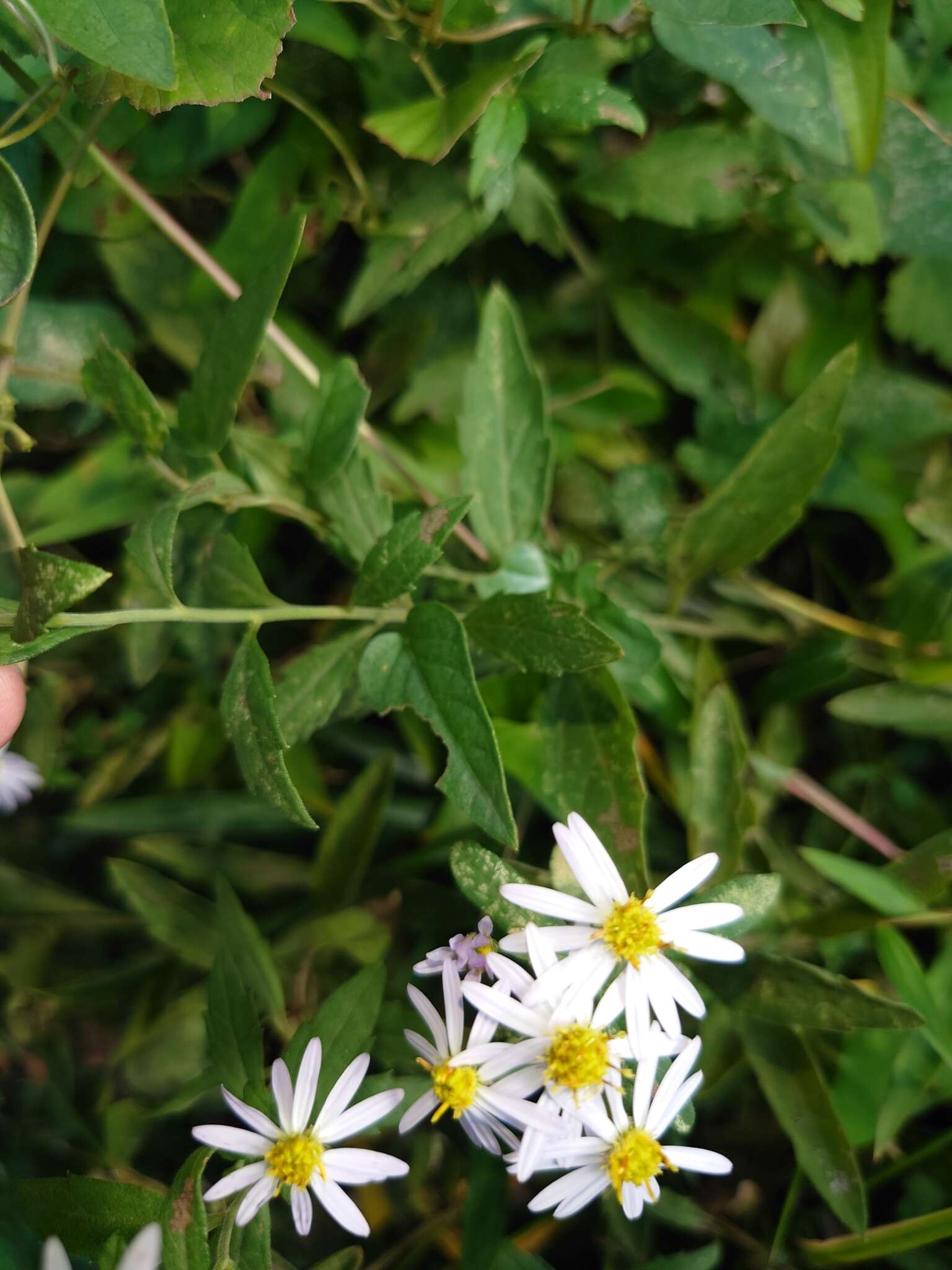 Image of Aster ovatus var. microcephalus (Miq.) Mot. Ito & A. Soejima