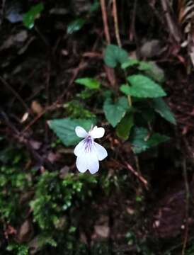 Imagem de Viola formosana Hayata