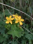 Image de Hypericum kamtschaticum Ledeb.