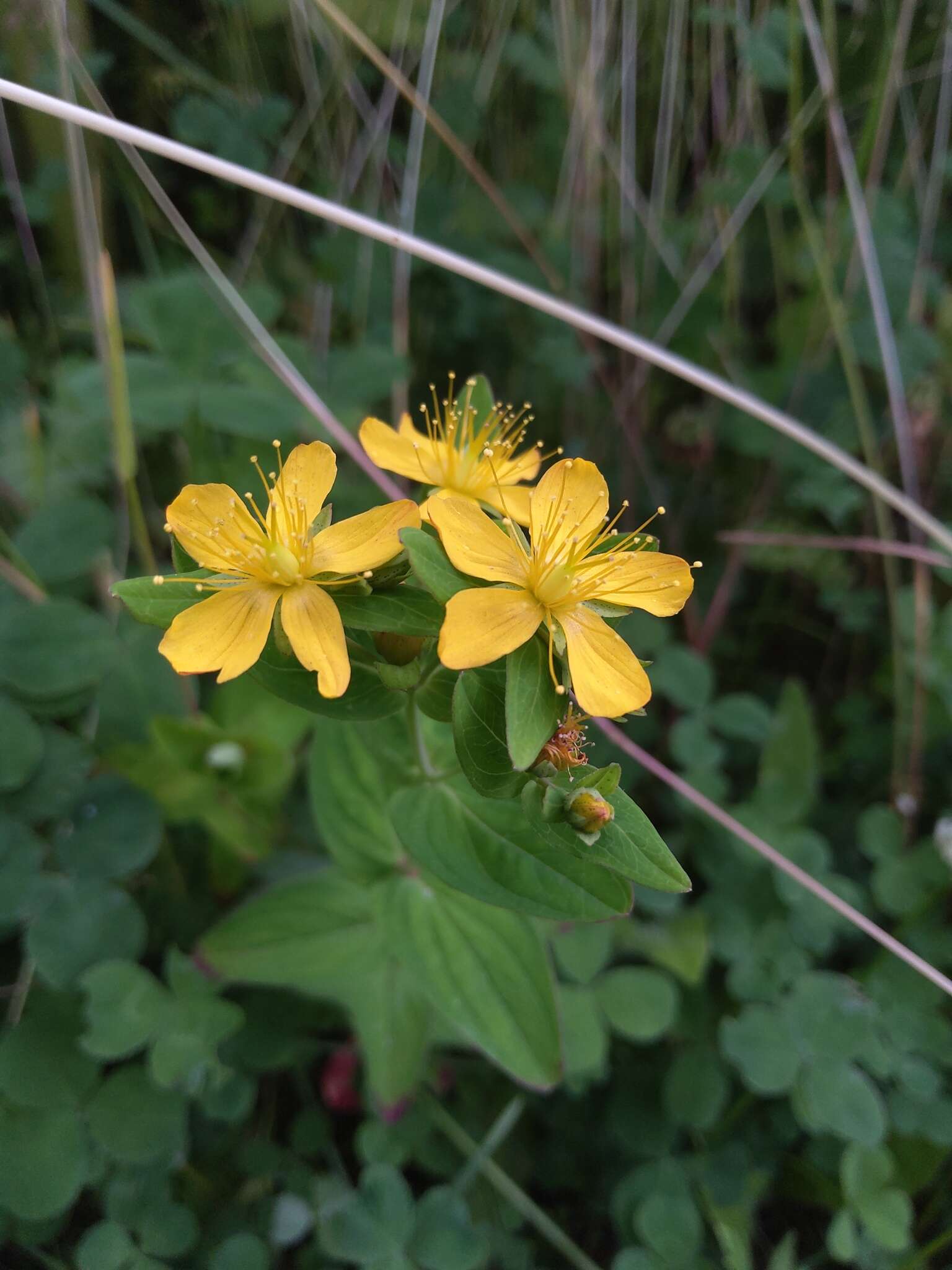 Image de Hypericum kamtschaticum Ledeb.