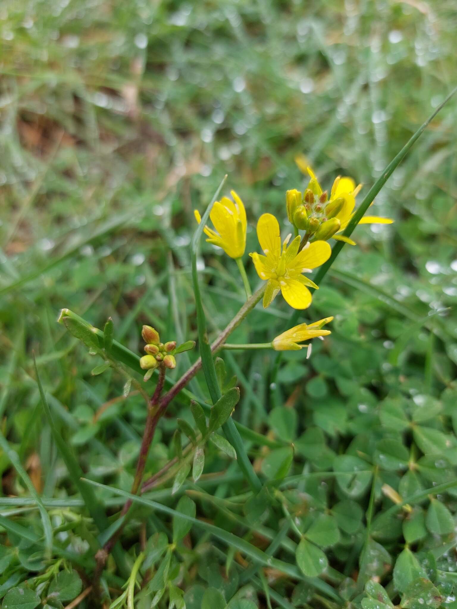 Image de Sisymbrella aspera (L.) Spach