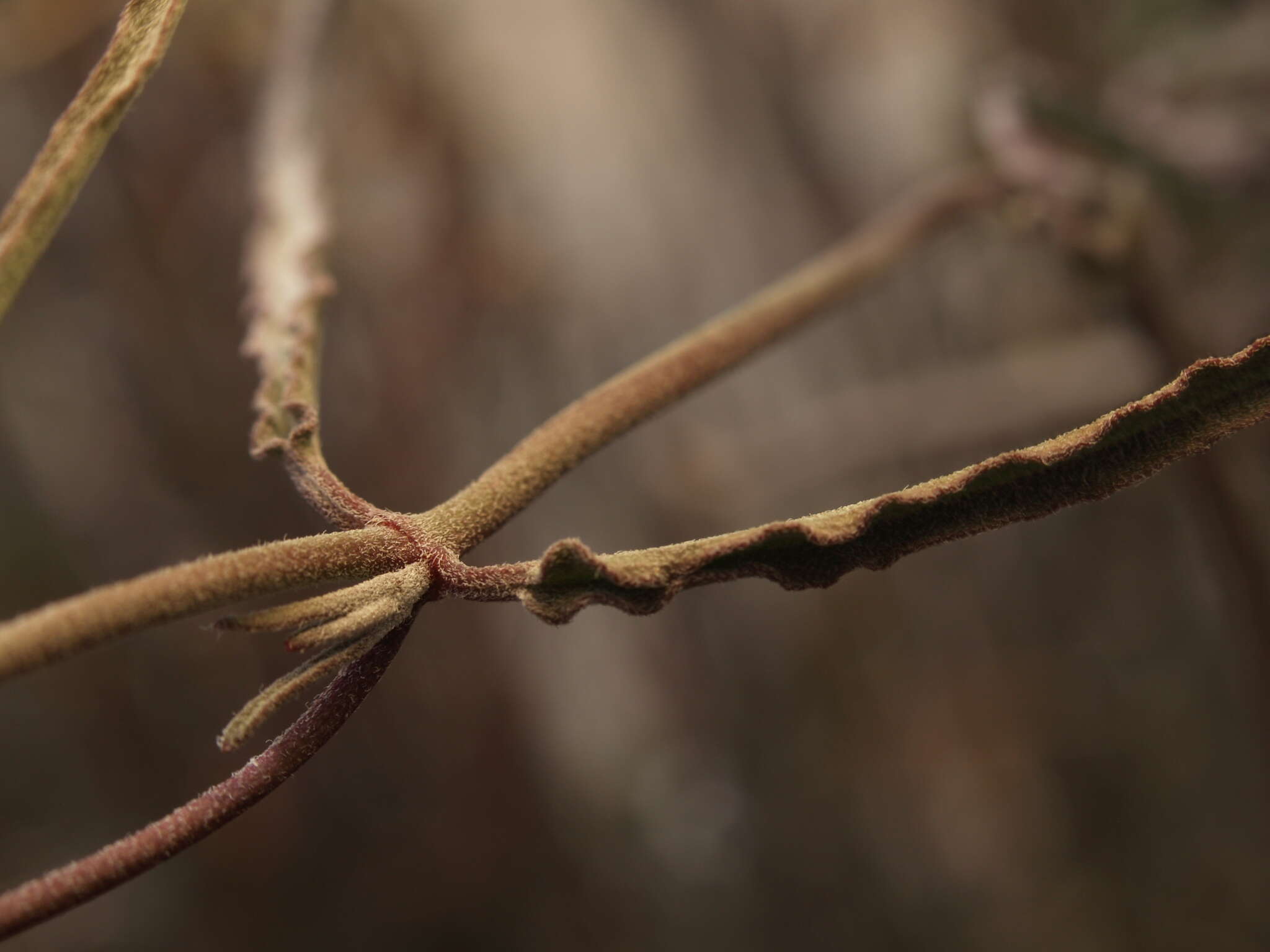 Image of wavyleaf twinevine