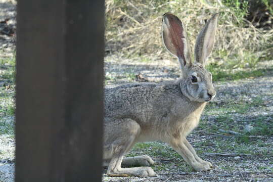 Image of Black-tailed Jackrabbit