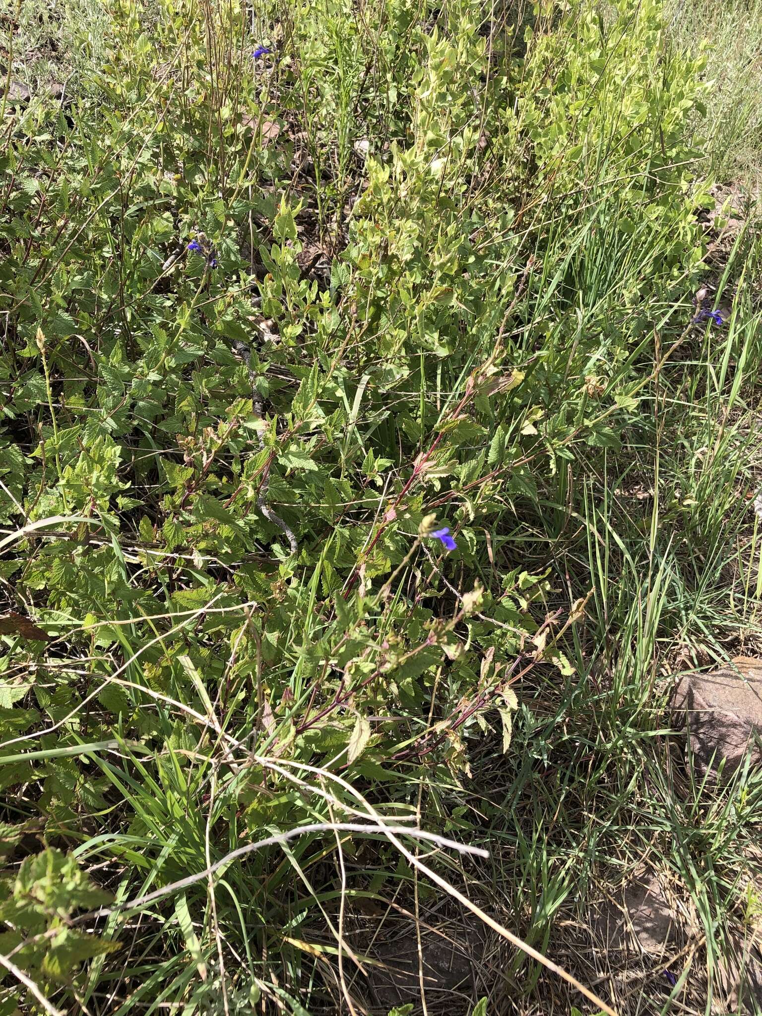 Image of desert indigo sage