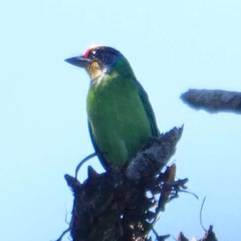 Image of Necklaced Barbet