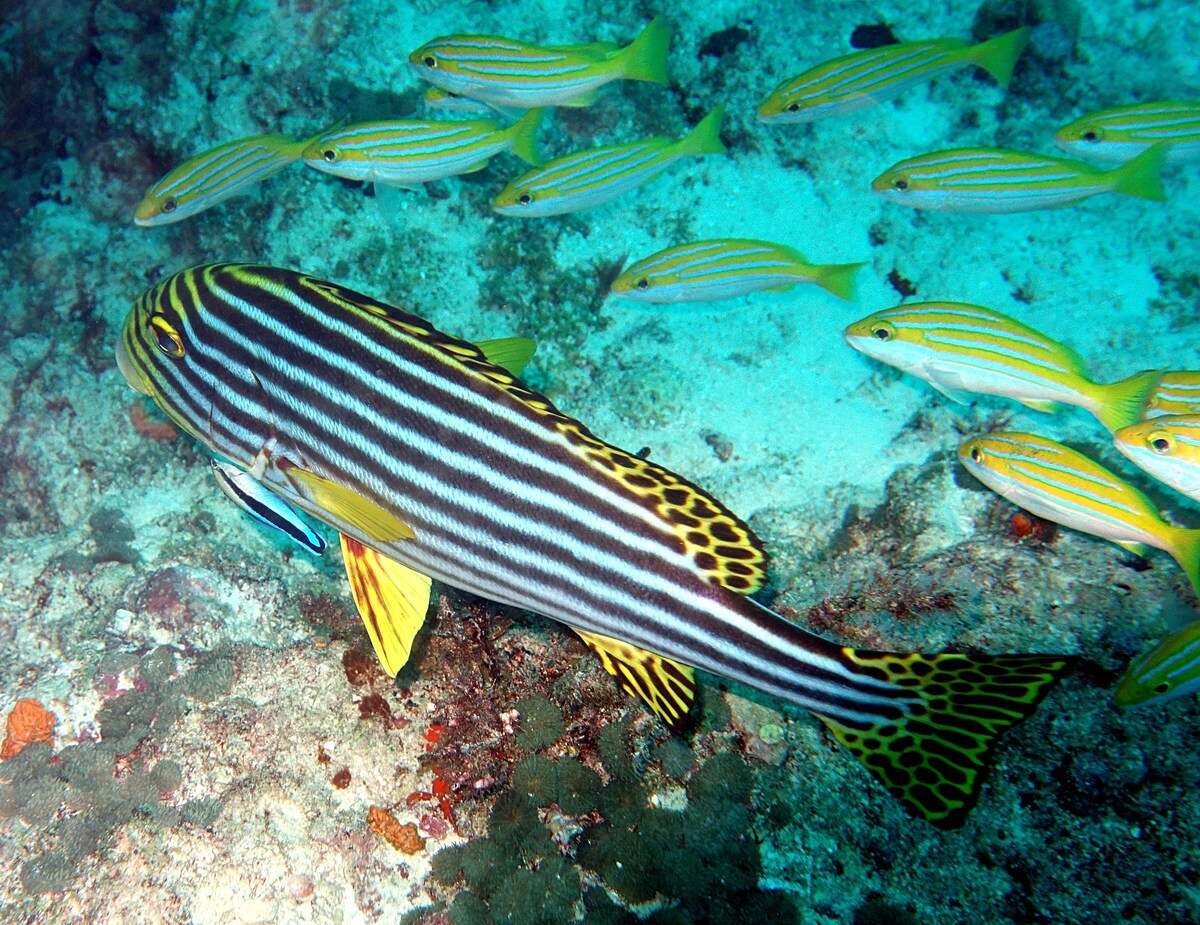 Image of Indian Ocean oriental sweetlips