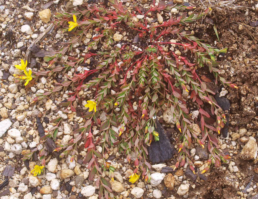 Image of trailing St John's-wort