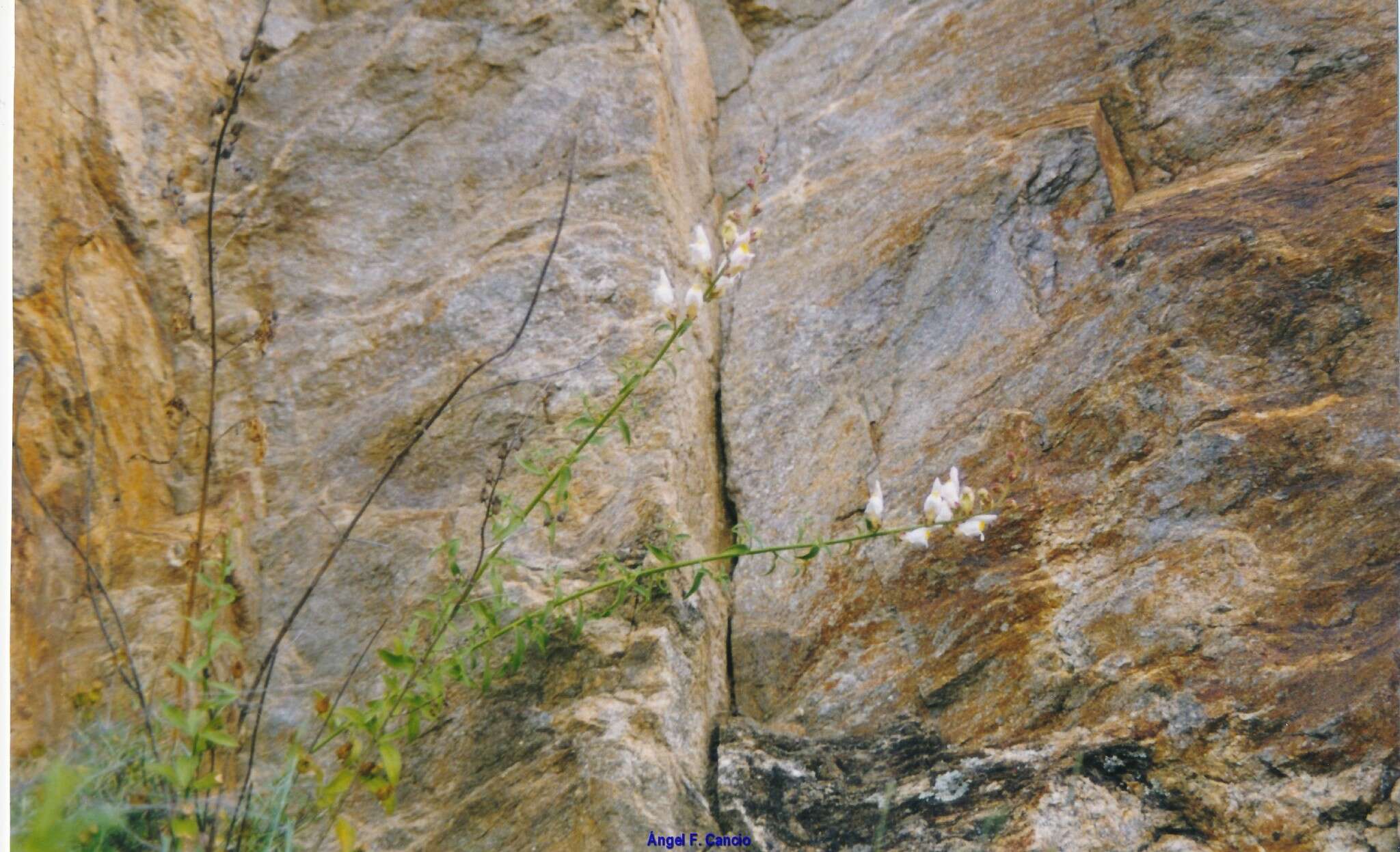 Image de Antirrhinum graniticum Rothm.