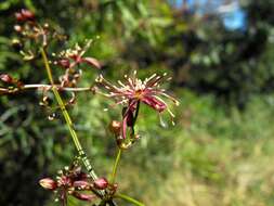 Image of Clematis fawcettii F. Müll.