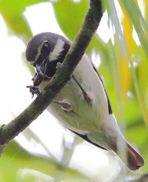 Image of Red-tailed Vangas