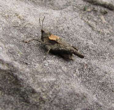 Image of Obscure Pygmy Grasshopper