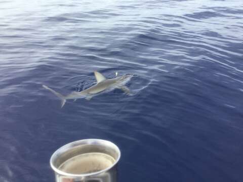 Image of Galapagos Shark