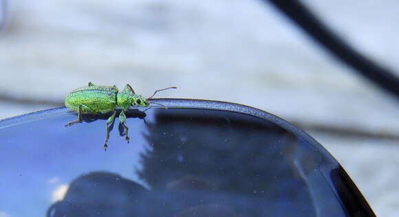 Image of Phyllobius (Phyllobius) arborator (Herbst 1797)