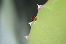 Image of Hermetia lativentris Bellardi 1859