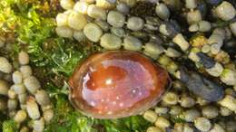 Image of Calf Cowrie