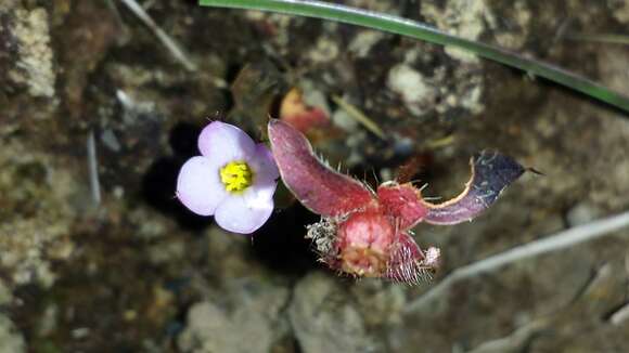 Слика од Antherotoma naudinii Hook. fil.