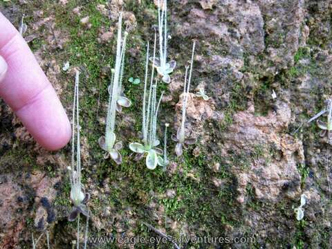 Image of Pinguicula crenatiloba DC.